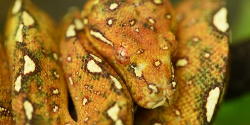 Mơ Thấy Rắn