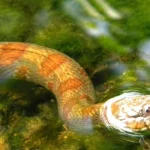 Mơ thấy rắn bò lên người