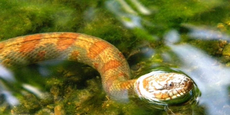 Mơ thấy rắn bò lên người