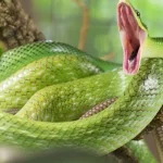 mơ thấy rắn bò vào nhà có ý nghĩa gì