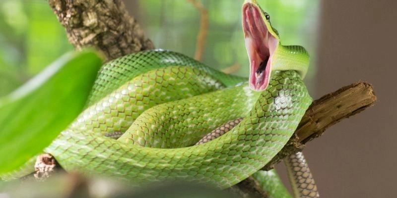 mơ thấy rắn bò vào nhà có ý nghĩa gì