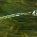 Mơ thấy rắn bơi dưới nước