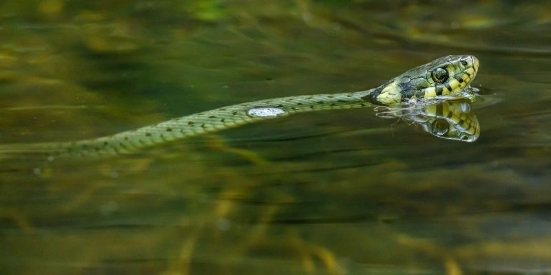 Mơ thấy rắn bơi dưới nước