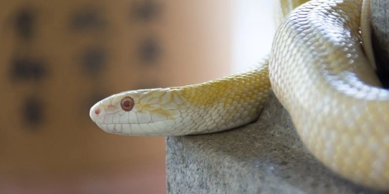 Mơ thấy rắn cắn người lạ
