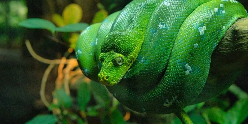 Mơ thấy rắn cắn người thân