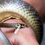 Mơ thấy rắn cắn người yêu
