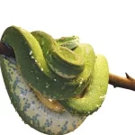mơ thấy rắn cuộn tròn