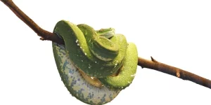 mơ thấy rắn cuộn tròn