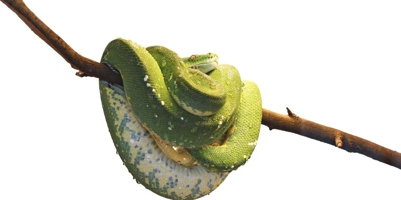 mơ thấy rắn cuộn tròn