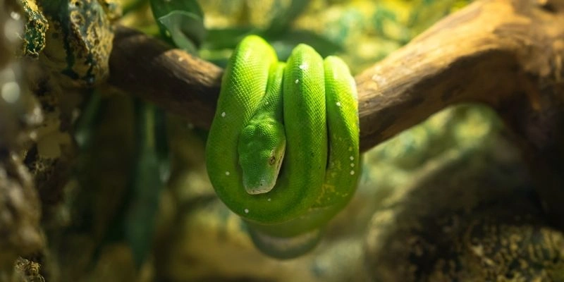mơ thấy rắn cuộn tròn