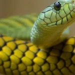 Mơ thấy rắn đẻ trứng