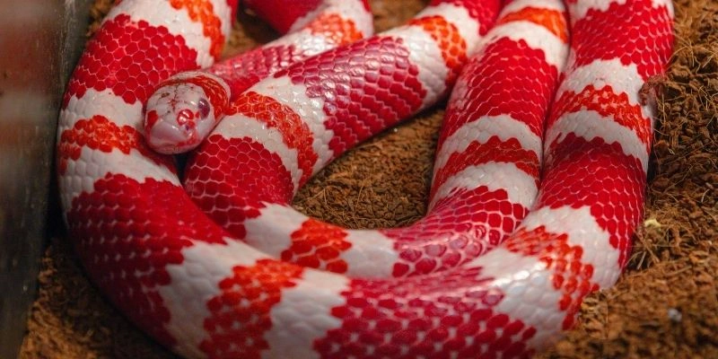mơ thấy rắn đỏ đánh số gì