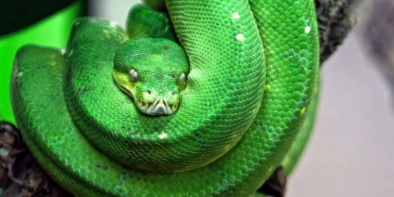 mơ thấy rắn đuổi báo hiệu điều gì