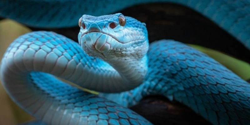 mơ thấy rắn đuổi báo hiệu điều gì