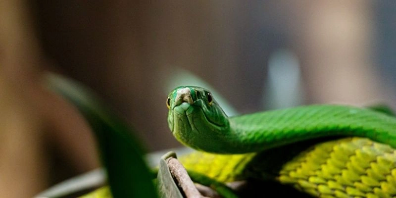 mơ thấy rắn đuổi báo hiệu điều gì