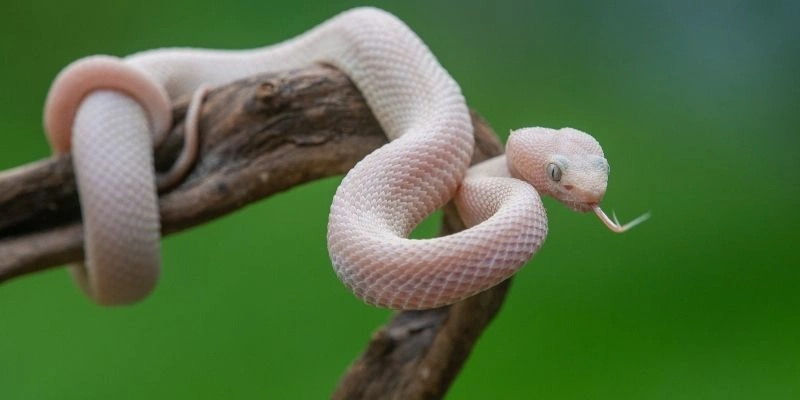 mơ thấy rắn hồng