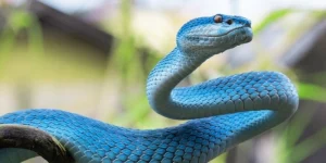 mơ thấy rắn nhiều màu