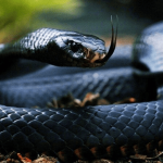 Bảo mật Snakes - Trang giải mã giấc mơ về loài rắn là gì?