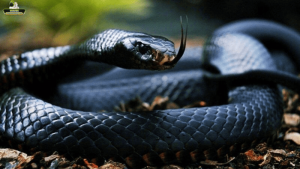 Bảo mật Snakes - Trang giải mã giấc mơ về loài rắn là gì?
