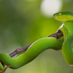 Vai trò của Snakes - Công cụ  giải mã và đồng hành cùng bạn