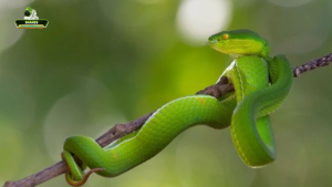 Vai trò của Snakes - Công cụ  giải mã và đồng hành cùng bạn