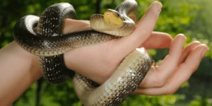 Mơ Thấy Rắn Biến Thành Người