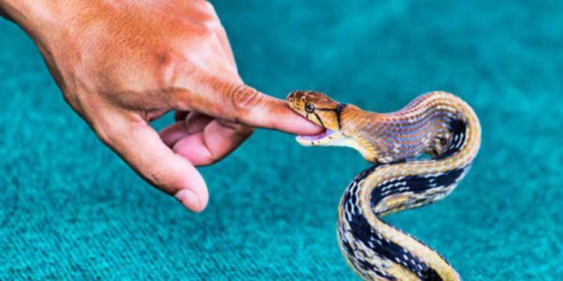 Mơ Thấy Rắn Hổ Mang Bò Vào Nhà