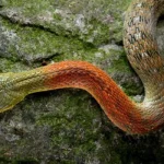 Mơ Thấy Rắn Hổ Mang Bò Vào Nhà