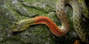 Mơ Thấy Rắn Hổ Mang Bò Vào Nhà