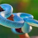 Mơ Thấy Rắn Màu Vàng Bò Vào Nhà