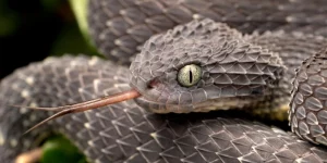 Mơ Thấy Rắn Nước Bò Vào Nhà