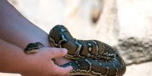 Mơ Thấy Rắn Trắng Bò Vào Nhà