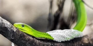 Mơ Thấy Rắn Xanh Bò Vào Nhà