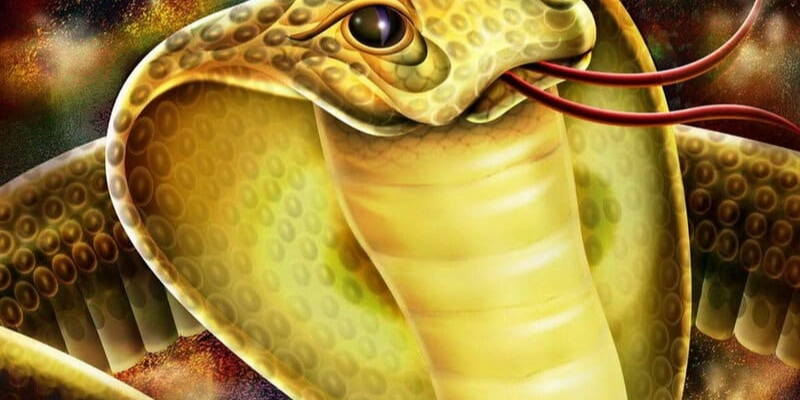 Rắn Bò Vào Phòng Ngủ