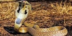 Mơ Thấy Rắn Bảo Mình Phải Thay Đổi