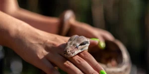 Mơ Thấy Rắn Bò Qua Cửa Sổ