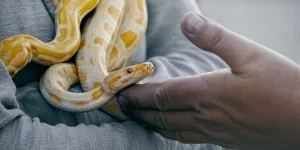 Mơ Thấy Rắn Nằm Giữa Hoa Lá