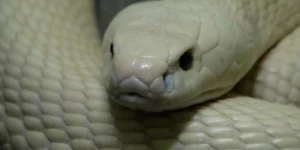 Mơ Thấy Rắn Nhập Vào Người