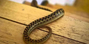 Mơ Thấy Rắn Trên Bàn Thờ