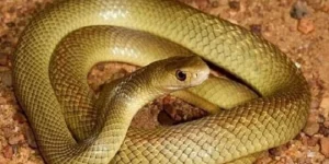 Mơ Thấy Rắn Trở Thành Linh Vật