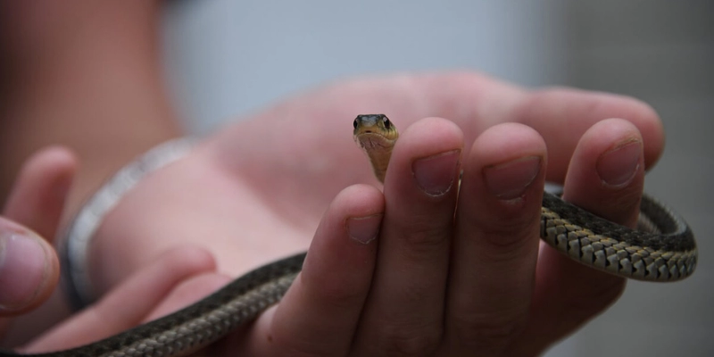 Mơ Thấy Rắn Trong Phòng Tắm