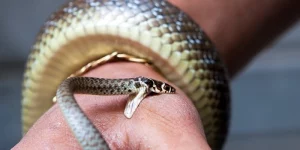 Mơ Thấy Rắn Trong Phòng Tắm