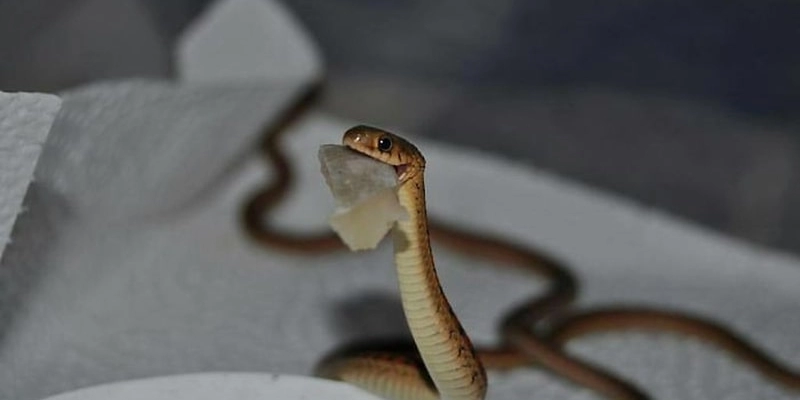 Mơ Thấy Rắn Trong Phòng Tắm