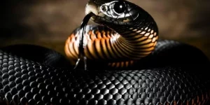 Mơ Thấy Rắn Vào Bếp