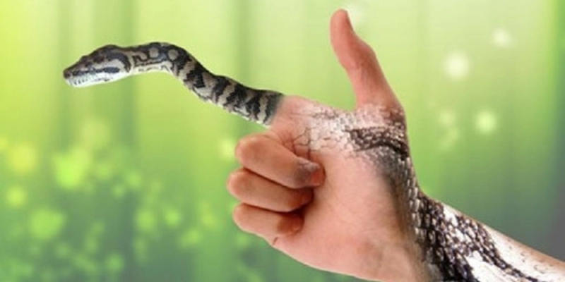 Mơ Thấy Rắn Xuất Hiện Trên Đường