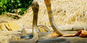 Mơ Thấy Rắn Xuất Hiện Trên Đường